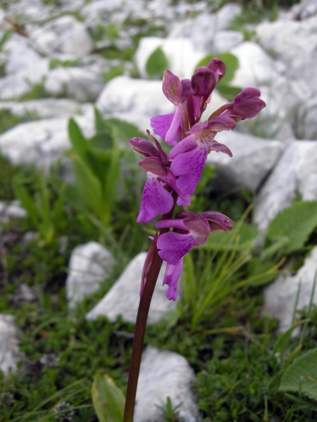 Orchis spitzelii